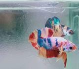 Sepasang male nemo candy dan yellow base - Jakarta Pusat - Hewan Peliharaan