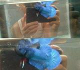 Pk solid blue - Jakarta Pusat - Hewan Peliharaan