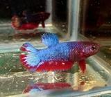 Pk hellboy star tail - Jakarta Pusat - Hewan Peliharaan