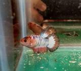 Pk White scale orange head - Jakarta Pusat - Hewan Peliharaan