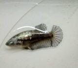 Pk black samurai - Jakarta Pusat - Hewan Peliharaan