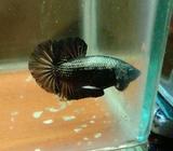 Pk black samurai - Jakarta Pusat - Hewan Peliharaan