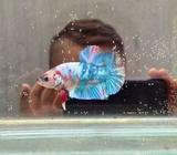 Pk multicolor rainbow - Jakarta Pusat - Hewan Peliharaan