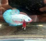 Pk Multicolor Rainbow - Jakarta Pusat - Hewan Peliharaan