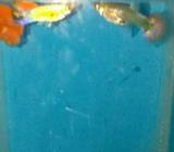 Guppy platinum red tail - Jakarta Pusat - Hewan Peliharaan