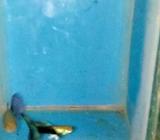 Guppy jenis HB Blue - Jakarta Pusat - Hewan Peliharaan