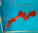 Guppy afr big dorsal - Jakarta Pusat - Hewan Peliharaan