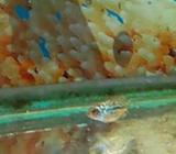 Louhan kkf f2 vip - Jakarta Selatan - Hewan Peliharaan