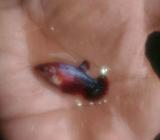 Female fancy virgin good form warna strong ajib - Jakarta Selatan - Hewan Peliharaan