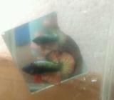 Cupang hmpk fccp good form - Jakarta Selatan - Hewan Peliharaan