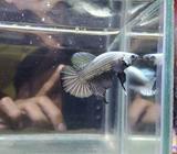 Cupang black Cooper . - Jakarta Selatan - Hewan Peliharaan