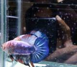 Cupang male fancy - Jakarta Selatan - Hewan Peliharaan