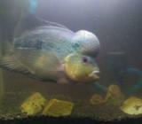 Lohan srd lokal - Jakarta Selatan - Hewan Peliharaan