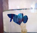 Medan super & lokal super - Jakarta Selatan - Hewan Peliharaan