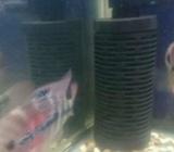 Jual louhan cewe lumayan bagus - Jakarta Selatan - Hewan Peliharaan