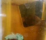 Plakat dragon white scale - Jakarta Selatan - Hewan Peliharaan