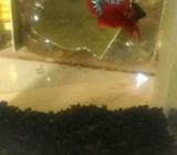 Plakat red fancy ajib - Jakarta Selatan - Hewan Peliharaan