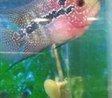 SRD ori thai..9centimeter - Jakarta Selatan - Hewan Peliharaan