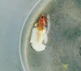 Cupang female fccp white scale mewah - Jakarta Selatan - Hewan Peliharaan