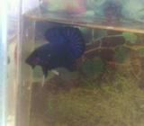 Cupang fancy mantap line fancykoi - Jakarta Selatan - Hewan Peliharaan