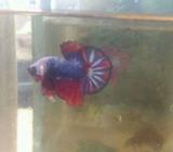 Cupang fancy ajib good form - Jakarta Selatan - Hewan Peliharaan