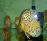 Discus pigeon checkerboard, red melon, & lepoard - Jakarta Selatan - Hewan Peliharaan