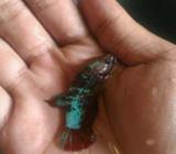 Cupang female big size blink2 - Jakarta Selatan - Hewan Peliharaan