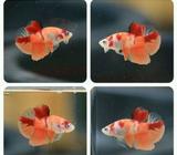 Cupang Emerald Nemo Jantan - Jakarta Timur - Hewan Peliharaan