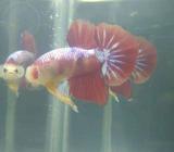 Cupang candy galaxy yellow - Jakarta Timur - Hewan Peliharaan