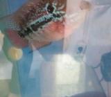 KSRD ori thai marking kereta da merah bahan bagus - Jakarta Timur - Hewan Peliharaan