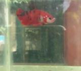 Plakat red koi galaxy - Jakarta Timur - Hewan Peliharaan