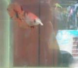 Plakat orange koi - Jakarta Timur - Hewan Peliharaan