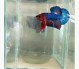 Plakat fancy hellboy - Jakarta Timur - Hewan Peliharaan