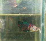 Plakat koi galaxy - Jakarta Timur - Hewan Peliharaan