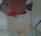 Louhan kamfa f3 fm - Jakarta Timur - Hewan Peliharaan