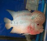 Louhan kamfa f2 - Jakarta Timur - Hewan Peliharaan