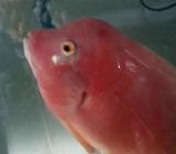 Female red monkey ori - Jakarta Timur - Hewan Peliharaan