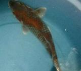 Koi ochiba shigure (4) - Jakarta Timur - Hewan Peliharaan