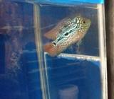 Kamfa f2 mata putih - Jakarta Timur - Hewan Peliharaan