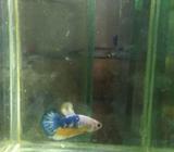 Plakat yellow fancy - Jakarta Timur - Hewan Peliharaan