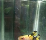 Giant yellow koi - Jakarta Timur - Hewan Peliharaan