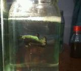 Plakat black cooper - Jakarta Timur - Hewan Peliharaan