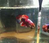 Plakat fancy strong color - Jakarta Timur - Hewan Peliharaan