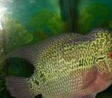 Lohan Cencu silang Kamfa - Jakarta Timur - Hewan Peliharaan