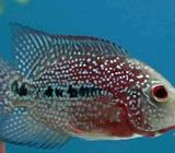 Louhan kamfa V8 - Jakarta Utara - Hewan Peliharaan