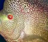 Louhan indukan dwijaya series - Jakarta Utara - Hewan Peliharaan