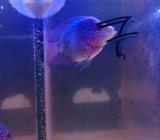 Louhan f3 mutiara,merah dan kepala dah enteng - Jakarta Utara - Hewan Peliharaan