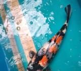 Showa catur jumbo - Jakarta Utara - Hewan Peliharaan