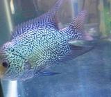 Cencu 8cm an kurleb - Jakarta Utara - Hewan Peliharaan