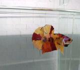 Cupang Nemo Candy - Tangerang Selatan Kota - Hewan Peliharaan